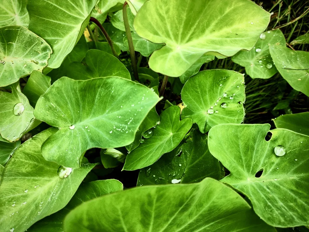 Kalo (taro) leaves after rain